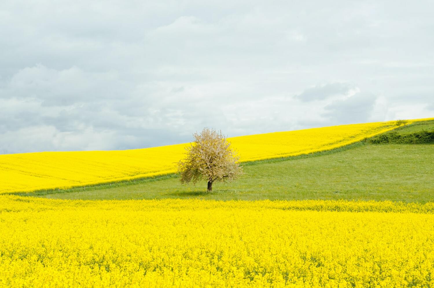 Земельно-технічна експертиза